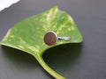 Klassischer Ring mit Walnussholz 6